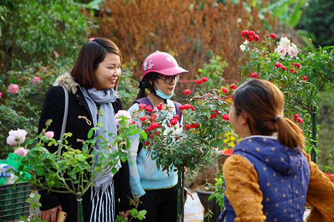 Bên cạnh giống hoa hồng cổ thường được người sành chơi cây cảnh lùng mua thì hoa hồng ngoại lại được cánh phụ nữ trồng hoa mê mẩn bởi những bông hoa cánh to, dày và hương thơm đặc trưng khiến ai đứng gần cũng cảm thấy xiêu lòng.