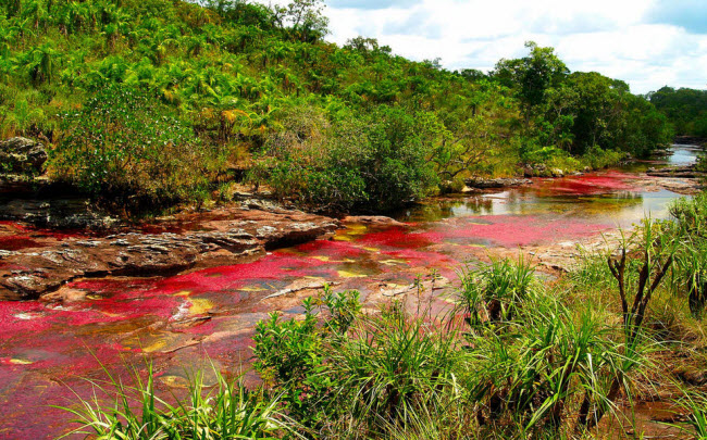 Cano Cristales là một dòng sông ở Colombia, nằm ở công viên quốc gia Serrania de la Macarena, thuộc thành phố La Macarena. Nó được gọi với nhiều cái tên như &#34;sông ngũ sắc&#34;, &#34;sông cầu vồng&#34; hay “dòng sông bắt nguồn từ thiên đường”. Vào thời gian từ tháng 7 đến tháng 12 hàng năm.Nước sông thường chuyển thành màu hồng, xanh lá cây, xanh da trời và vàng khi cây Macarenia clavigera dưới đáy sông đón nhiều ánh nắng và bắt đầu nở hoa.