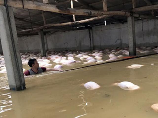 Thông tin mới vụ 4.000 con lợn chết đuối nổi trắng chuồng do mưa lũ
