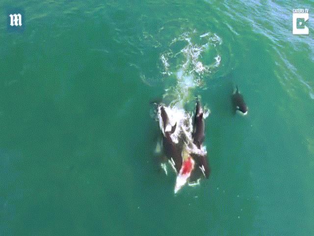 Đàn cá voi sát thủ truy sát, cắn ngập răng cá voi khổng lồ