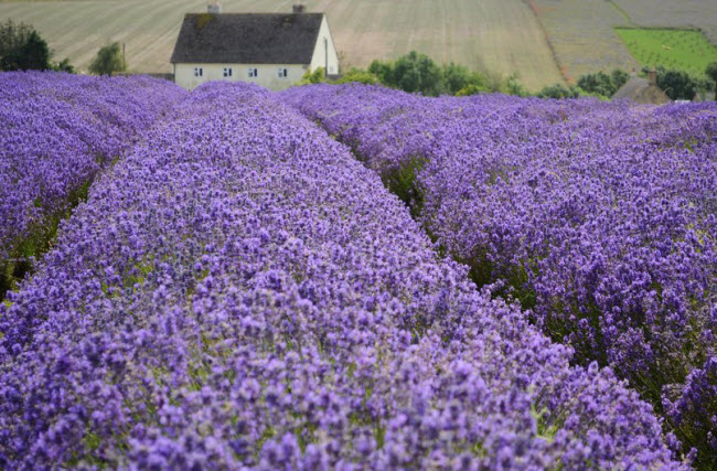 Tận hưởng mùi hương của loài hoa oải hương ở Provence, Pháp.