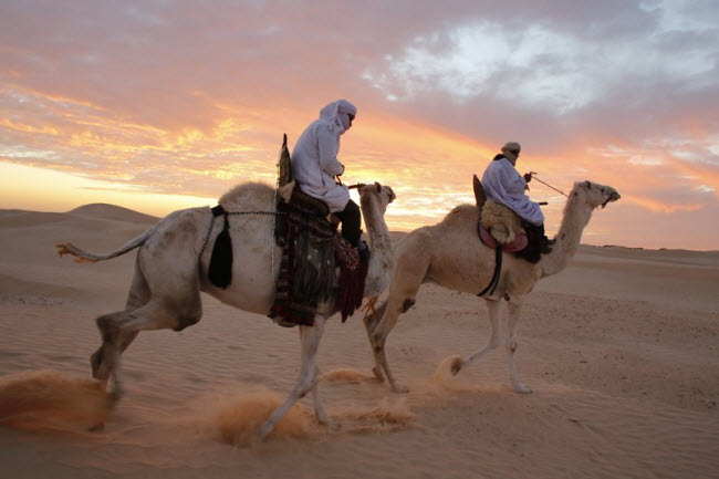 Cưỡi lạc đà và ngắm cảnh bình minh trên sa mạc Sahara.