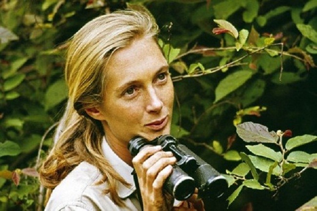 2.&nbsp; Jane Goodall &#40;1934&#41; là nhà nhân chủng học, linh trưởng học và chuyên gia hàng đầu thế giới nghiên cứu về tinh tinh. Bà đã dành phần lớn cuộc đời của mình để nghiên cứu về tập tính sinh sống của tinh tinh ở Vườn quốc gia Gombe Stream, Tanzania. Những nghiên cứu sâu rộng của bà đã làm sáng tỏ tập tính sinh sống của tinh tinh, khám phá ra chúng là loài ăn tạp và có thể thiết kế và sử dụng công cụ.