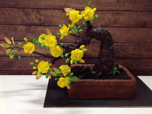Bạn sẽ ”sốc” khi biết cây mai bonsai này thực sự là gì