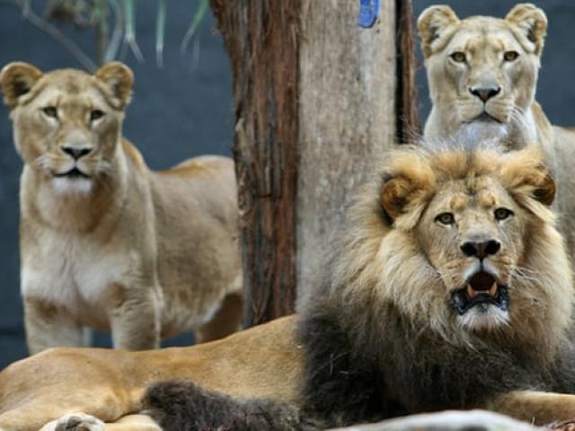 3 sư tử châu Phi gặp 12 kẻ bắt cóc cô gái, diễn biến kinh ngạc
