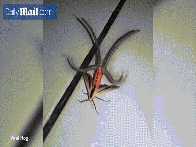 Sinh vật kỳ dị nửa bướm nửa nhện khiến dân mạng kinh hãi