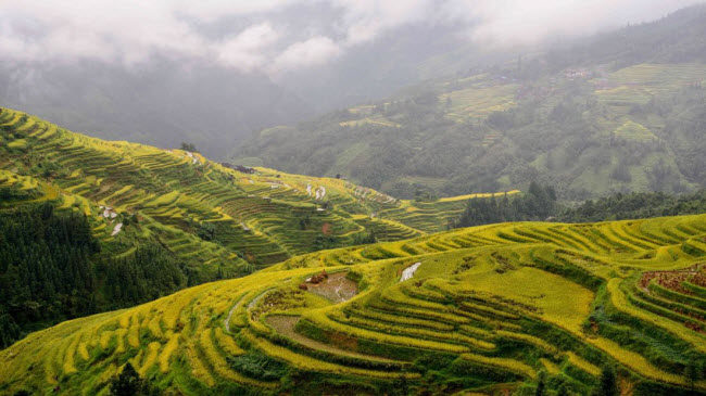 Sắc màu của cánh đồng ruộng bậc thang tại ngôi làng Tòng Giang, tỉnh Quý Châu, Trung Quốc.