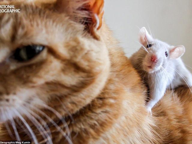 5 ”đại ca” mèo sợ rúm người trước 1 con chuột nhãi