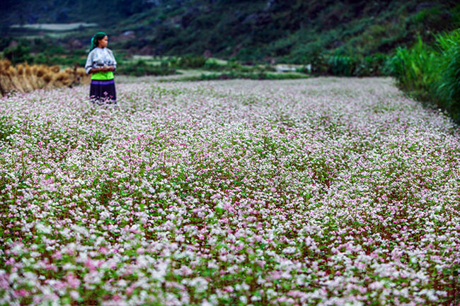 Một hôm, thoảng bay trong gió mùi hương là lạ, từ trước đến giờ chưa ai được ngửi.&nbsp;Mọi người cùng tìm đến khe núi,và ai nấy đều ngỡ ngàng, một rừng hoa li ti trải dài suốt từ núi bên này sang núi bên kia, nhìn kỹ mới thấy những cái lá có hình tam giác ẩn nấp khá kín ở dưới hoa.&nbsp;