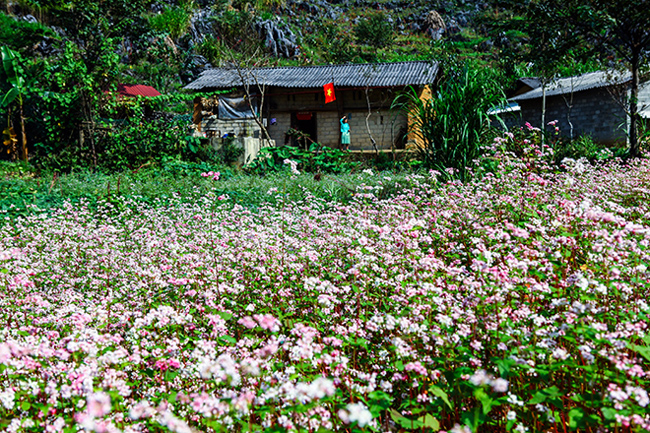 Thung lũng Sủng Là được xem là&nbsp;địa điểm ngắm hoa tam giác mạch đẹp nhất ở Hà Giang. Những cánh đồng hoa rộng lớn, phơn phớt tím hồng như dệt nên một thảm hoa tuyệt đẹp.