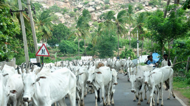 Người dân ở Hampi sống thanh bình giữa các quả đồi xanh và các di tích từ thời&nbsp; Vijayanagara. Họ chủ yếu sống bằng nghề canh tác nông nghiệp và nuôi gia súc.