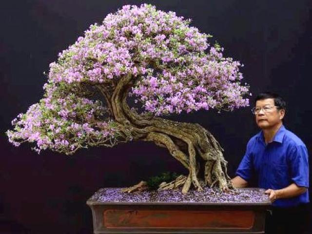 Cận cảnh: Lão nông Sài Gòn phù phép gốc ”củi” thành cây cảnh nửa tỷ