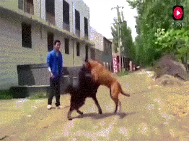 Xem chó ngao Tây Tạng thư hùng với “bá chủ chó chọi” pitbull