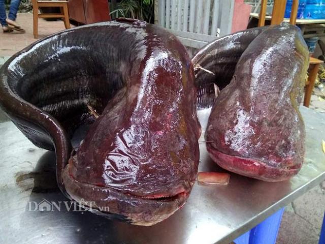 Cận cảnh cặp cá leo ”khủng” nặng hơn 1 tạ xuất hiện ở Thủ đô