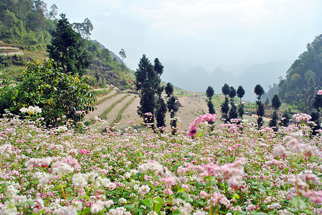 Cứ mỗi độ từ tháng 10 đến tháng 12, Hà Giang lại trở thành một điểm hẹn du lịch được nhiều người lựa chọn bởi, đây đang là thời kỳ hoa tam giác mạch nở rộ, khoe sắc rực rỡ.