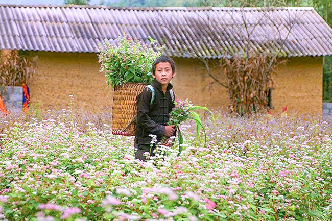 Nhiều năm qua, loài hoa này đã trở thành nguồn cảm hứng thu hút du khách mọi miền đất nước đến Hà Giang tham quan.