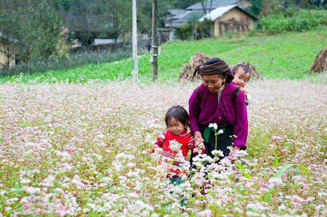 Hoa đã trở thành biểu tượng của vùng núi Hà Giang mà mỗi khi nhắc đến nó, người ta nhớ ngay đến vùng đất của những cung đường đèo quanh co, nguy hiểm, những dãy núi đá tai mèo cao chót vót và sắc nhọn.