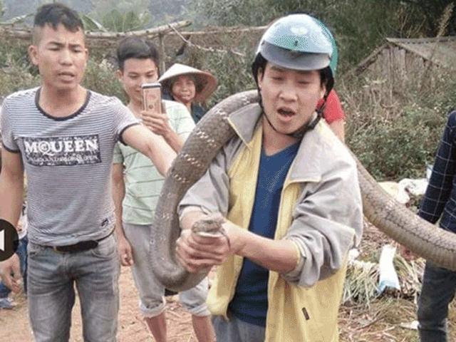 Rùng mình xem lại cảnh người dân vây bắt những con rắn khổng lồ