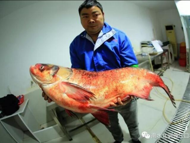 TQ: Bắt được cá mè vua ”thành tinh”, lớn nhất trong 50 năm