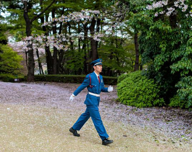 Nhân viên an ninh đi qua những cánh hoa&nbsp; rơi trong vườn quốc gia Shinjuku Gyoen, Nhật Bản.