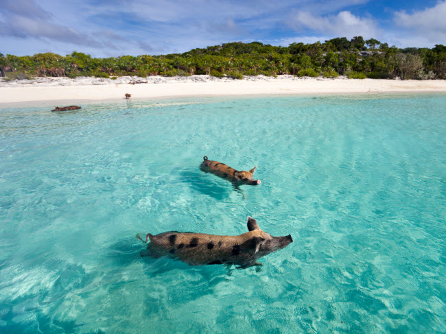 Exuma, Bahamas: Khu du lịch&nbsp;này bao gồm hơn 365 hòn đảo và tới đây, du khách có thể bơi cùng lợn trên bãi biển nổi tiếng Big Major Cay.