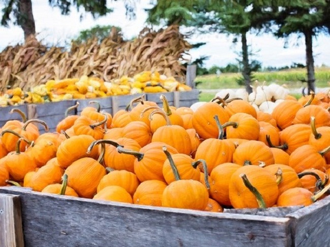 11. Bí ngô thực chất là một loại trái cây và vì nó chứa một lượng lớn beta-carotene nên cực kỳ tốt cho mắt, tim và huyết áp.