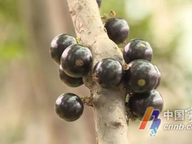 Kì lạ loại quả nhìn như ”mụn cây”, giá 2,7 triệu/kg