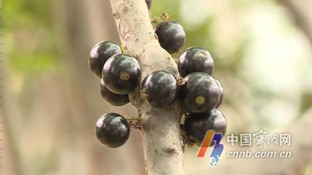 Kì lạ loại quả nhìn như &#34;mụn cây&#34;, giá 2,7 triệu/kg - 2