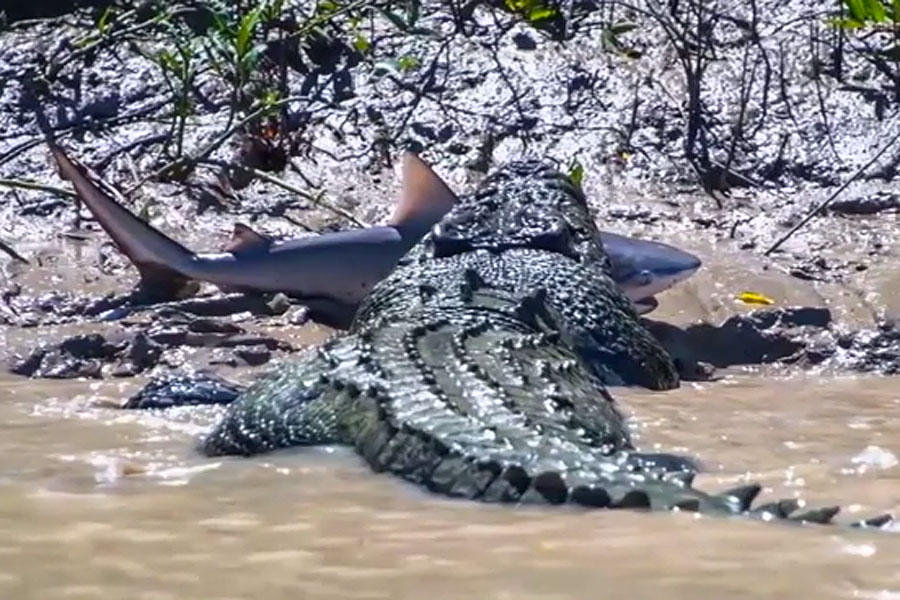 Video: Lạc vào cửa sông, cá mập bị cá sấu khổng lồ xơi tái - 1