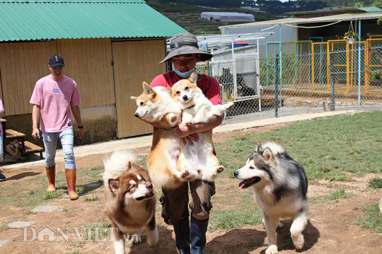 Mới 24 tuổi, 9X Đà Lạt đã sở hữu trang trại chó quý hàng tỷ đồng - 8