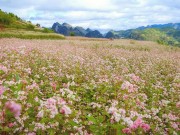 Du lịch - Tháng 10 đừng lỡ hẹn với Lễ hội Tam giác mạch Hà Giang