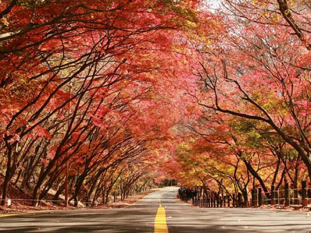 Những con đường mùa thu nổi tiếng tại Hàn Quốc, Nhật Bản