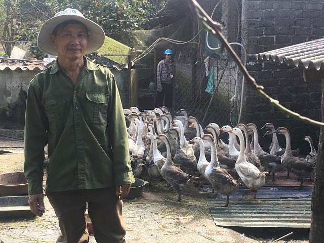 Nuôi con cổ dài &#34;hung hăng&#34; ở nơi heo hút, bán 120 ngàn đồng/kg - 2