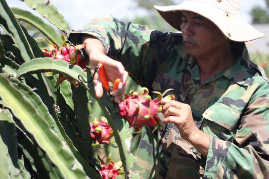 Thanh long rớt giá thảm hại, 2.000 đồng/kg vẫn không có người mua - 1