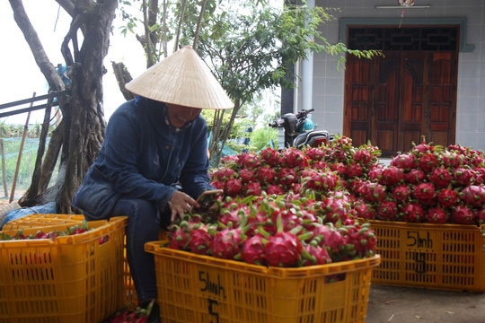 Thanh long rớt giá thảm hại, 2.000 đồng/kg vẫn không có người mua - 4