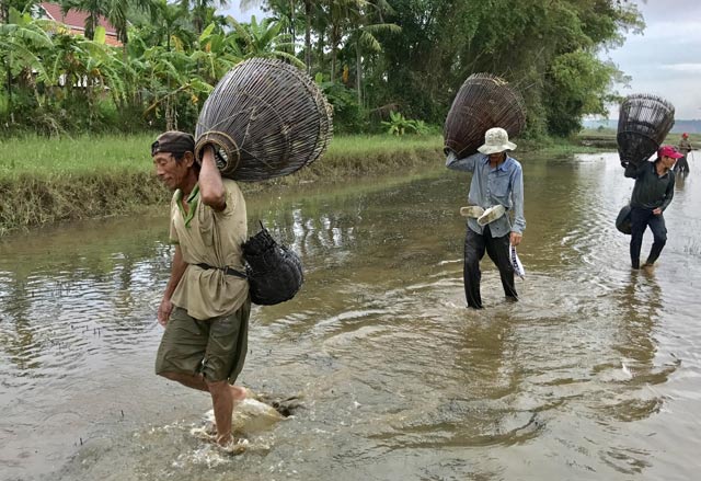 Quảng Ngãi: Tấp nập chợ cá đồng đầu mùa lũ bên cầu Trà Khúc - 4