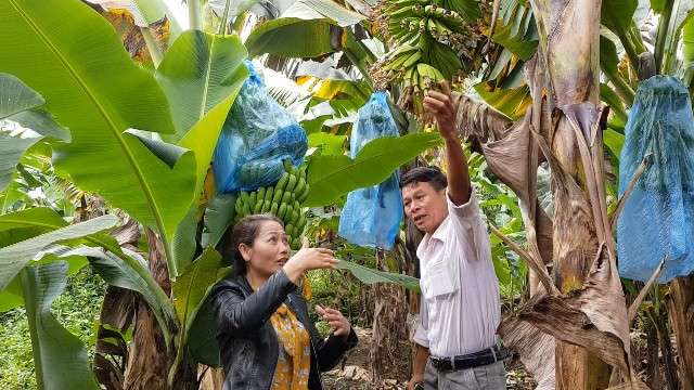 Trồng chuối Laba, nông dân Lâm Đồng thu lãi sòn sòn nửa tỷ/ha - 2