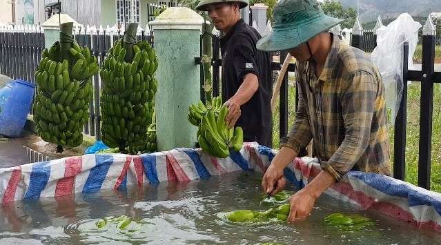 Trồng chuối Laba, nông dân Lâm Đồng thu lãi sòn sòn nửa tỷ/ha - 5