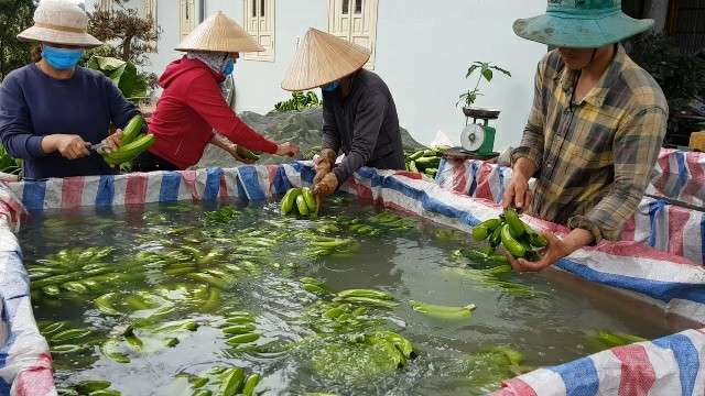 Trồng chuối Laba, nông dân Lâm Đồng thu lãi sòn sòn nửa tỷ/ha - 6