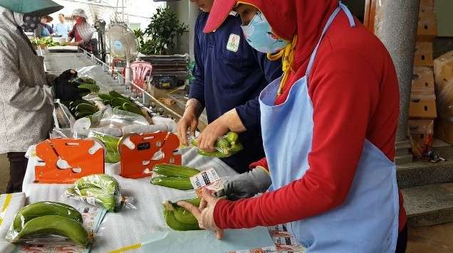 Trồng chuối Laba, nông dân Lâm Đồng thu lãi sòn sòn nửa tỷ/ha - 8