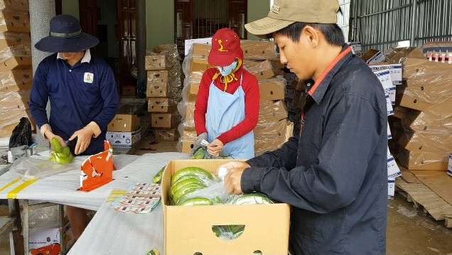 Trồng chuối Laba, nông dân Lâm Đồng thu lãi sòn sòn nửa tỷ/ha - 9