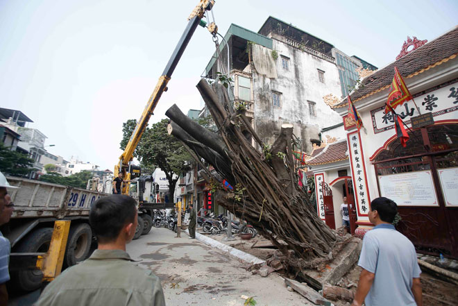 Hà Nội: Cây đa cổ thụ trước cổng đền bất ngờ bật gốc giữa trưa nắng - 2