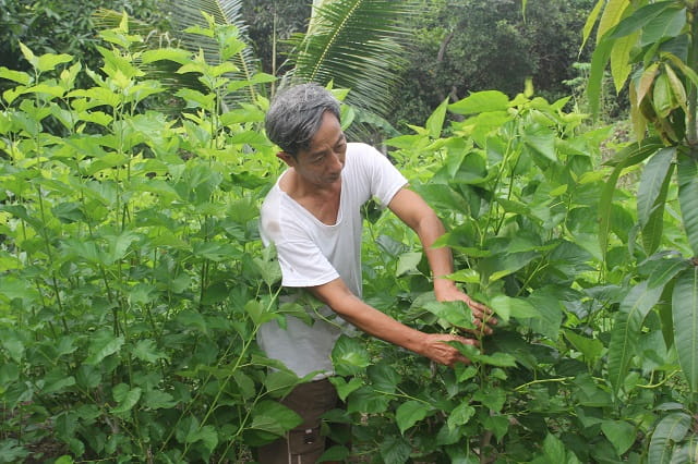 Trồng dâu nuôi con &#34;nhát như cáy&#34;, 10 con 500 triệu còn chưa bán - 4