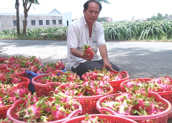 Trung Quốc ngừng &#34;ăn&#34; hàng, thanh long sạch vẫn bán được 25.000đ/kg - 2