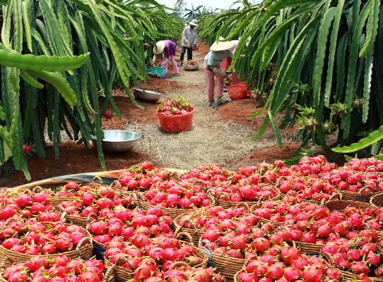 Trung Quốc ngừng &#34;ăn&#34; hàng, thanh long sạch vẫn bán được 25.000đ/kg - 3