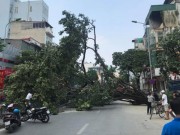 Tin tức trong ngày - Hà Nội: Cây đa cổ thụ trước cổng đền bất ngờ bật gốc giữa trưa nắng