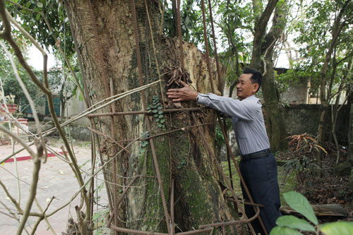 Hà Nội đồng ý cho người dân bán cây sưa từng được trả giá 100 tỷ đồng - 2