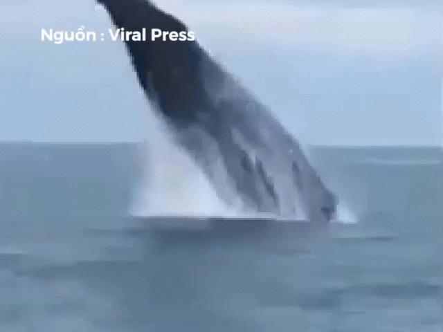 Cá voi lưng gù bay lên khỏi mặt nước ngay sát du thuyền