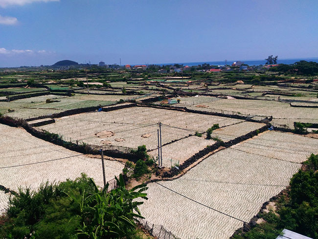 Lý Sơn đẹp thế này, không xách balo lên và đi là phí hoài cả tuổi trẻ đấy - 11