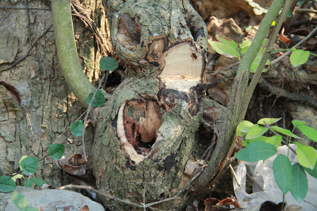 Từ sự kiện đó khi biết được giá trị khủng của loại gỗ này đã có nhiều đối tượng đã cắt khóa vào chùa chặt 1 nhánh ở cây lớn.  